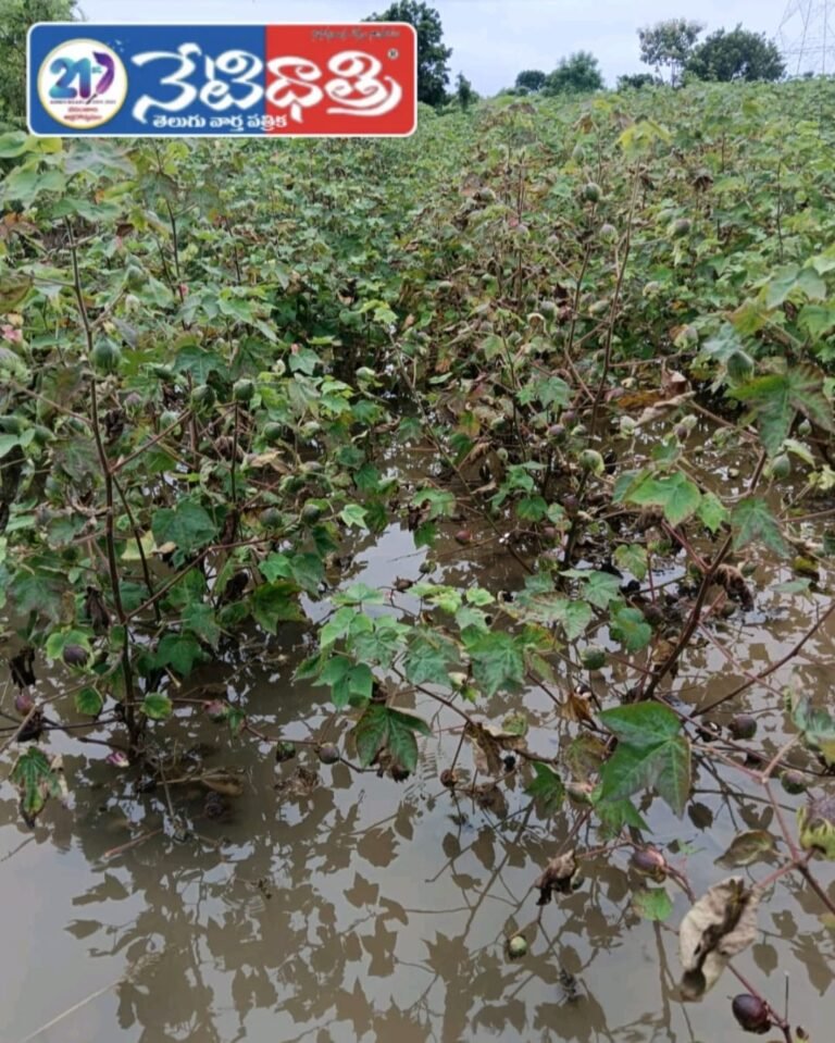 Farmers Demand Relief for Cotton Crop Loss