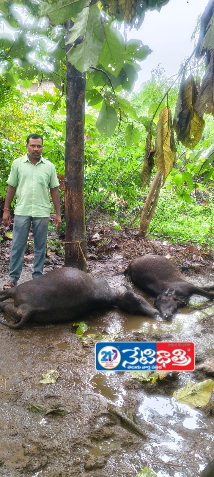 Unseasonal Rains Disrupt Life in Nekkonda