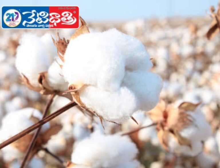Rains Destroy Cotton Crops in Zaheerabad