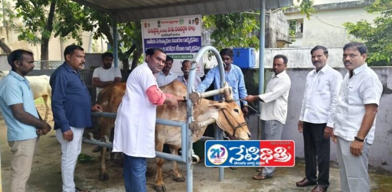 Free FMD Vaccination for Village Cattle Begins