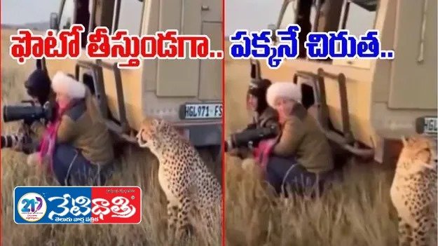 Leopard Surprise During Jungle Safari