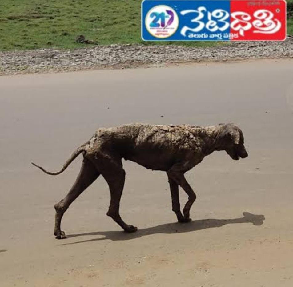 Stray Dogs Hit by Mysterious Skin Disease in Shaikmpet