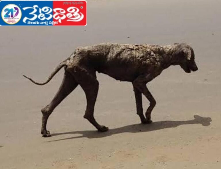 Stray Dogs with Disease Worry Shyampet Residents