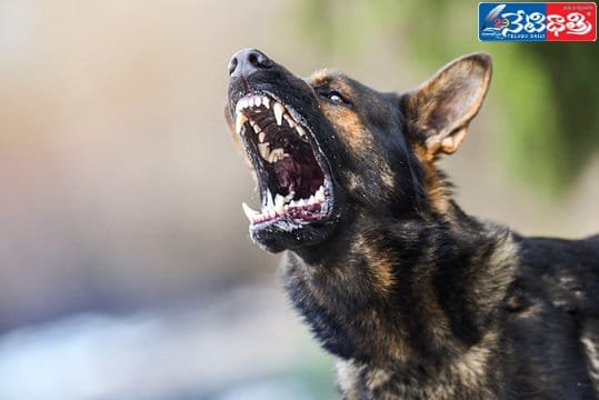 Rabies Scare in Pattipalli — Villagers Demand Action