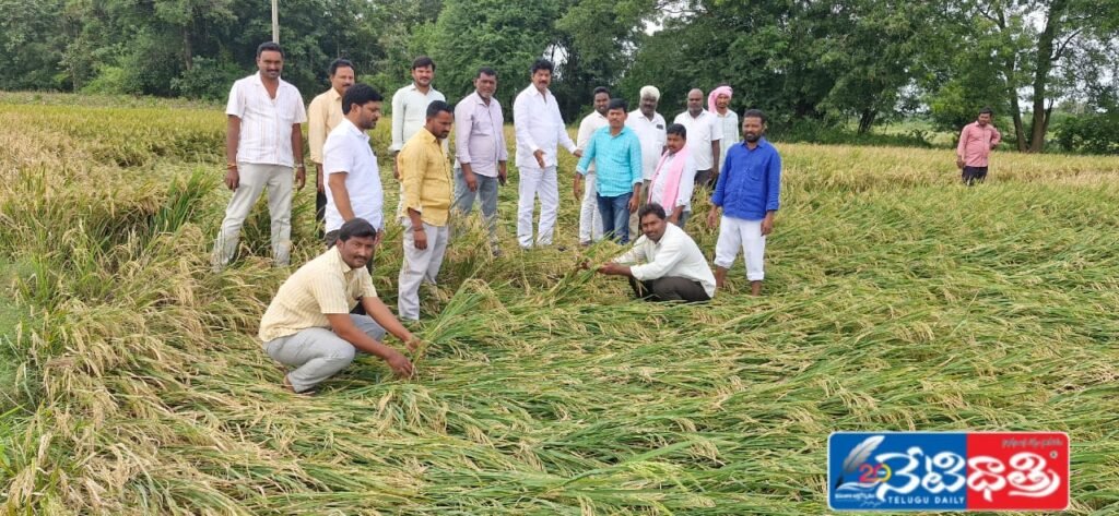 Month Cyclone Devastates Crops, MLA Demands Relief