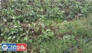 Farmers Suffer Huge Loss Due to Unseasonal Rains