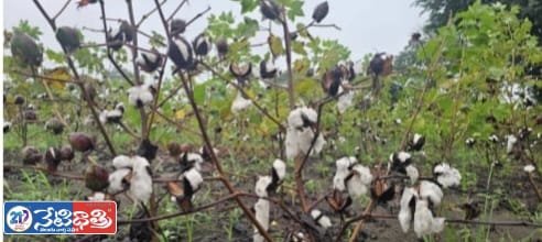 Cotton Farmers Seek Government Relief After Cyclone