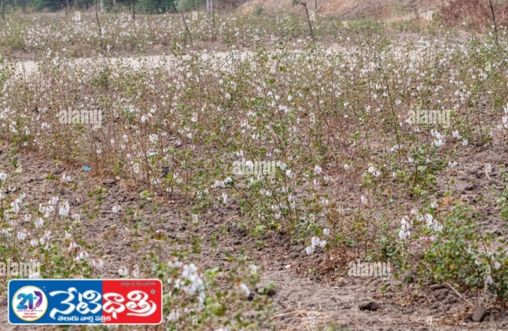 Farmers Struggle After Heavy Rains in Jahirabad