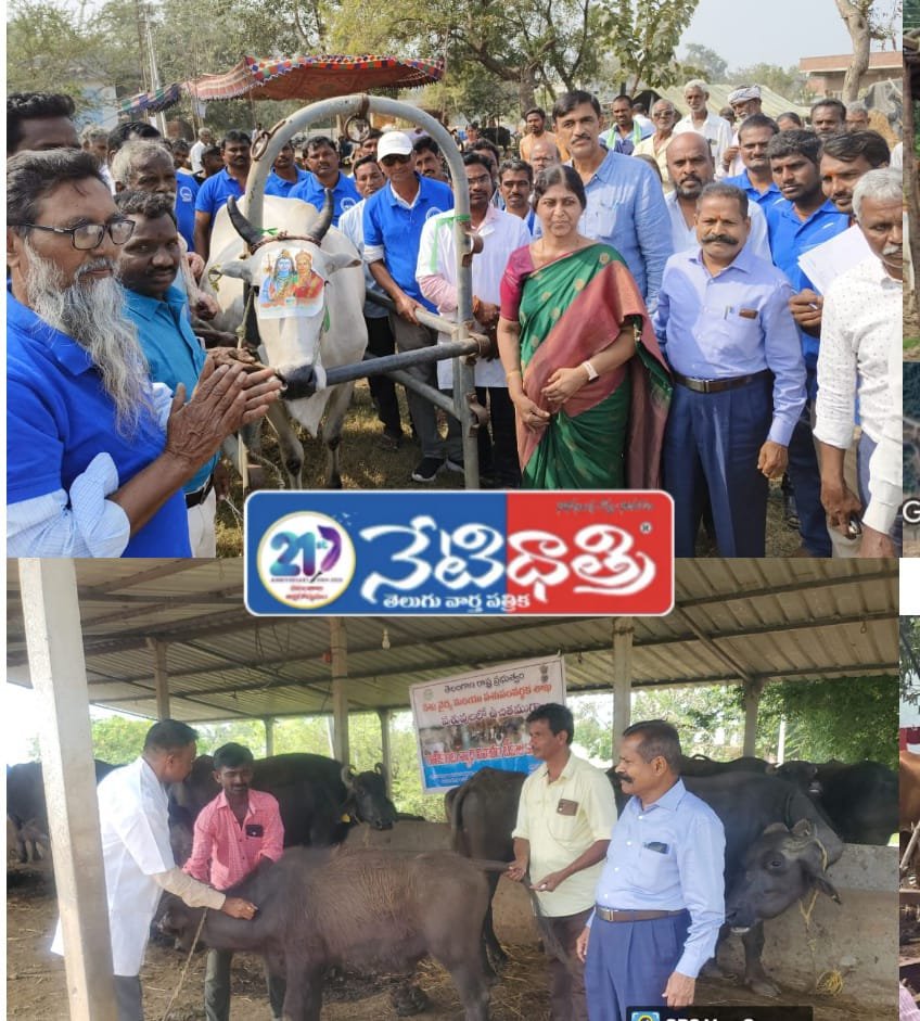 Vaccination Drive Against Lumpy Skin Disease in Bhupalpally