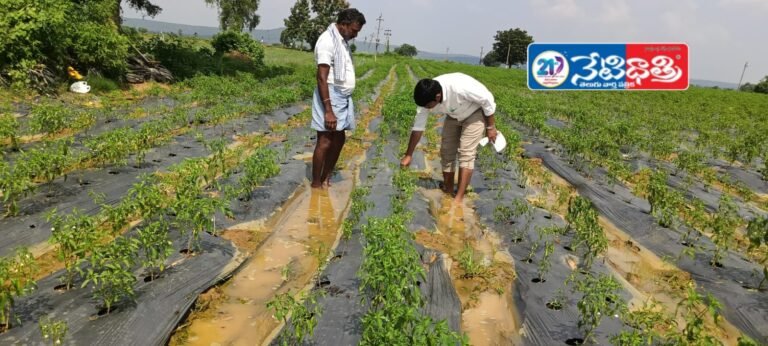 Sunil Inspects Flooded Chilli Fields