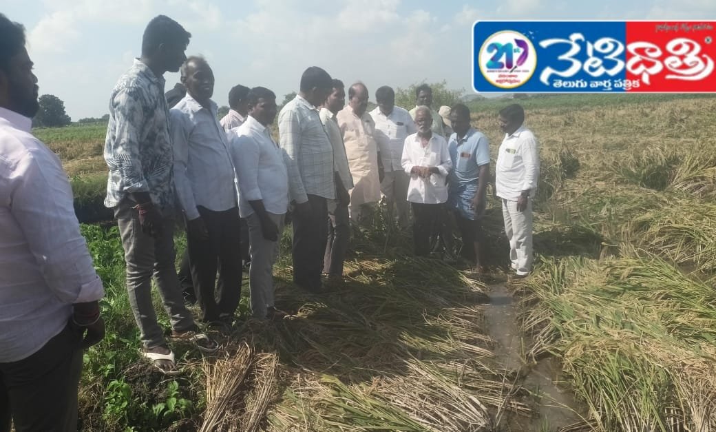 Paddy Fields Submerged — Farmers in Tears