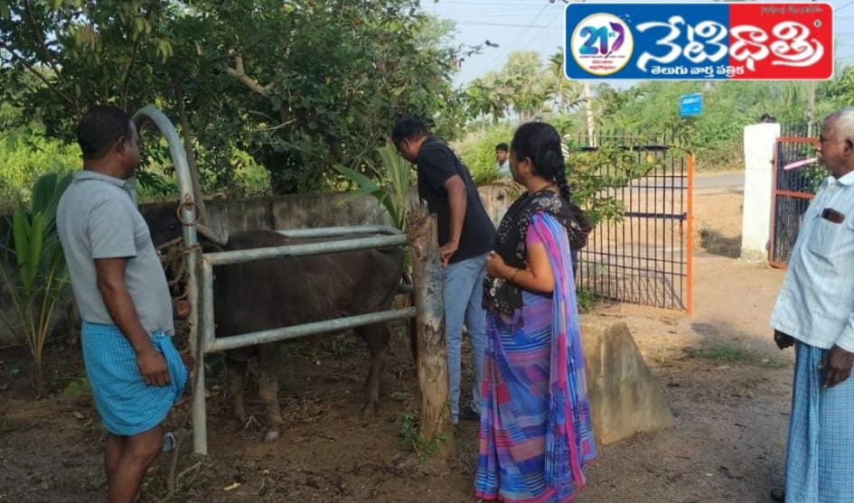 Cattle Vaccination Camp Held in Jogampalli
