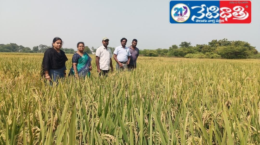 Quality Seeds Essential for Better Yield