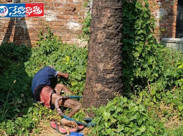 Toddy Climber Injured After Falling from Palm Tree