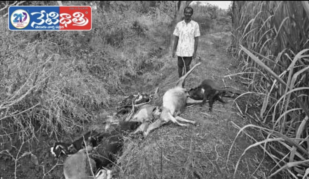16 Goats Die Suddenly in Cotton Field