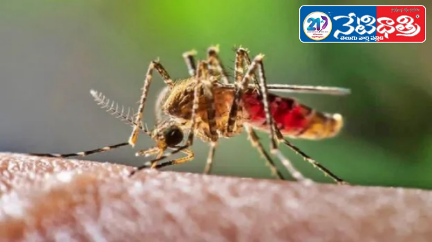 Simple Home Tips to Keep Mosquitoes Away