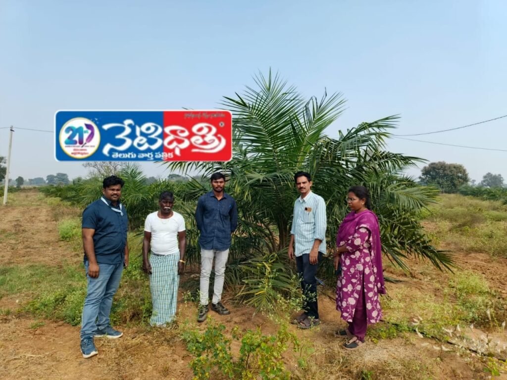 Farmers Urged to Adopt Oil Palm