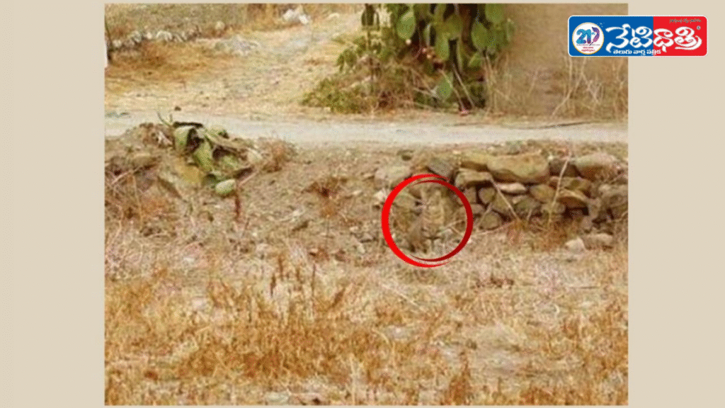 Find the Hidden Cat Challenge