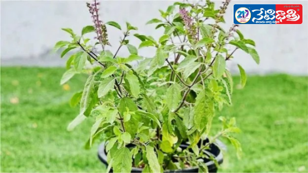 Tulsi Remedy for Shani Problems