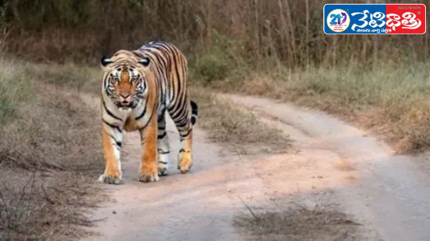 Tiger Footprints Found at Telangana–Maharashtra Border