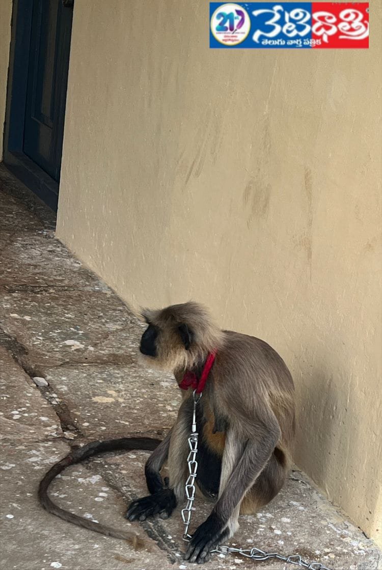 Sarpanch Brings Solution to Monkey Menace in Chityal