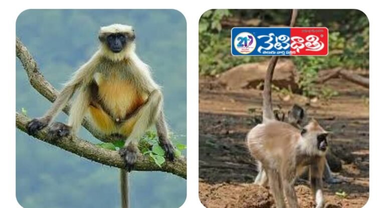 Sarpanch Rajini Keeps Her Promise to Villagers