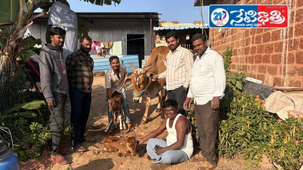 “Rare Case: Cow Gives Birth to Twin Calves in One Delivery”