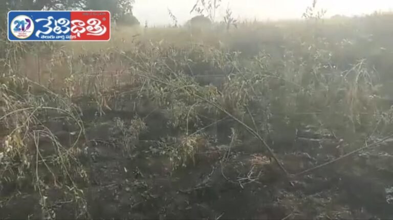 WhatsApp Image 2026-01-13 at 7.23.25 PM