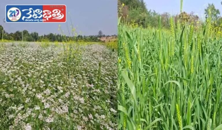 Green Fields Bring New Hope to Farmers