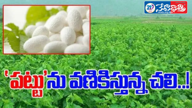 Cold Wave Hits Sericulture Farmers Hard
