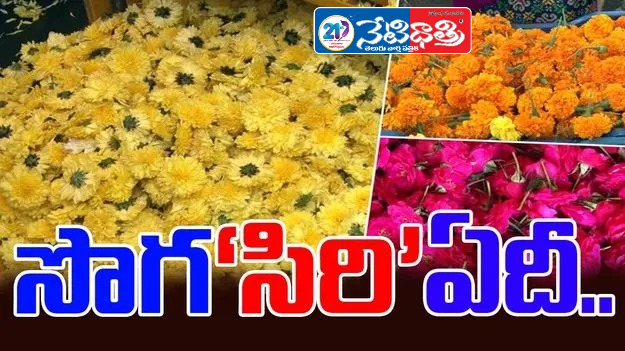 “Chrysanthemum Prices Crash, Farmers in Distress”