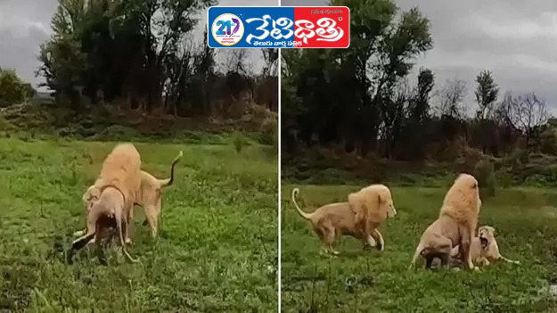 Fierce Lion Fight Shocks the Internet