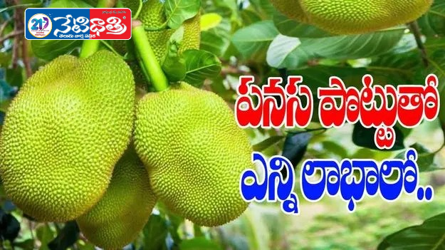 Jackfruit Peel: A Natural Digestive Medicine