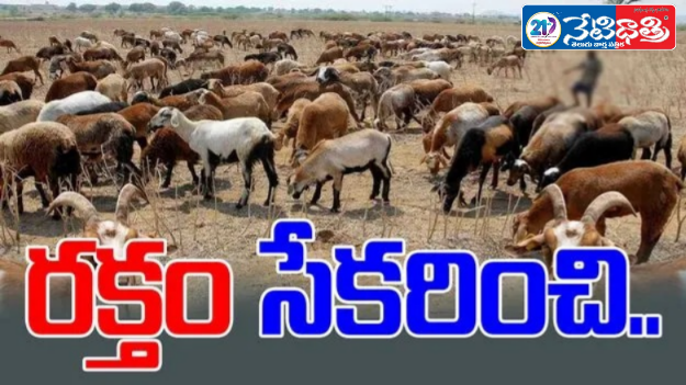 Police Bust Illegal Animal Blood Racket in Mutton Shop