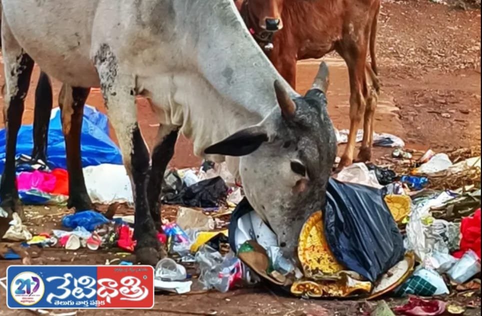 Cow Worship Inside, Neglect Outside