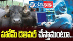 Farmer Loses ₹8.84 Lakh in Dairy Buffalo Cyber Scam