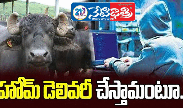 Farmer Loses ₹8.84 Lakh in Dairy Buffalo Cyber Scam