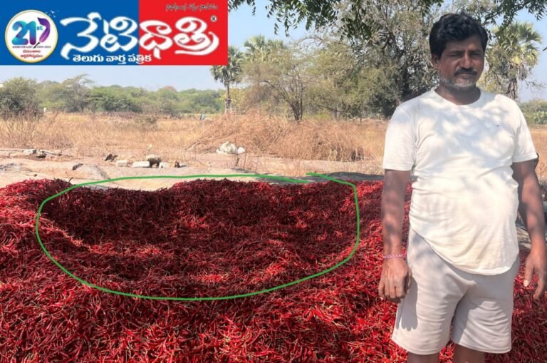 Chilli Theft Shocks Farmers in Mallakkapet