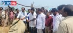 Vaccination Drive for Cattle Launched in Buddaram