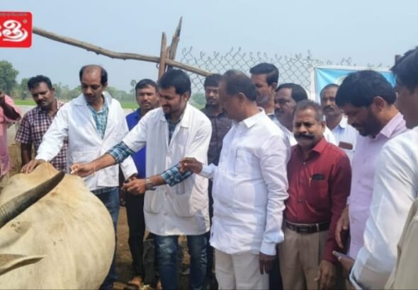Vaccination Drive for Cattle Launched in Buddaram