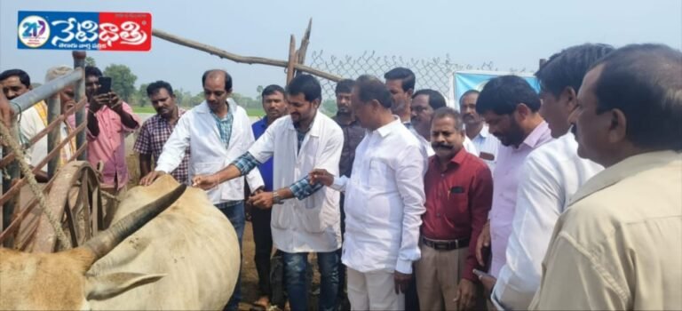 Vaccination Drive for Cattle Launched in Buddaram