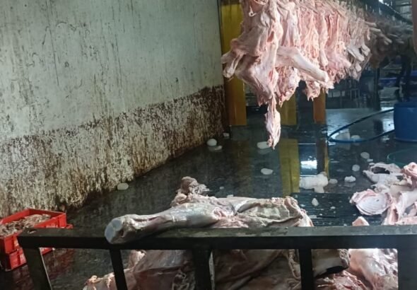 Illegal Slaughterhouse Allegations in Nyalkal