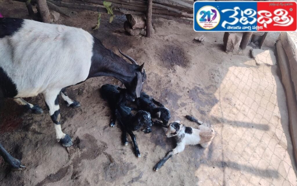 Goat Gives Birth to Four Kids at Once