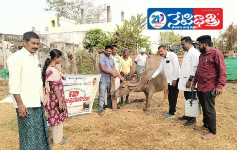 8th Round FMD Vaccination Conducted in Maddulapalli