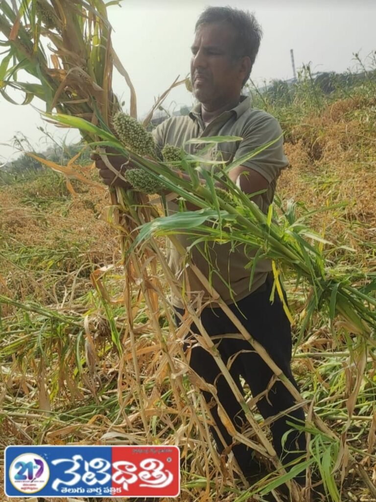 Unseasonal Rains Cause Heavy Crop Loss