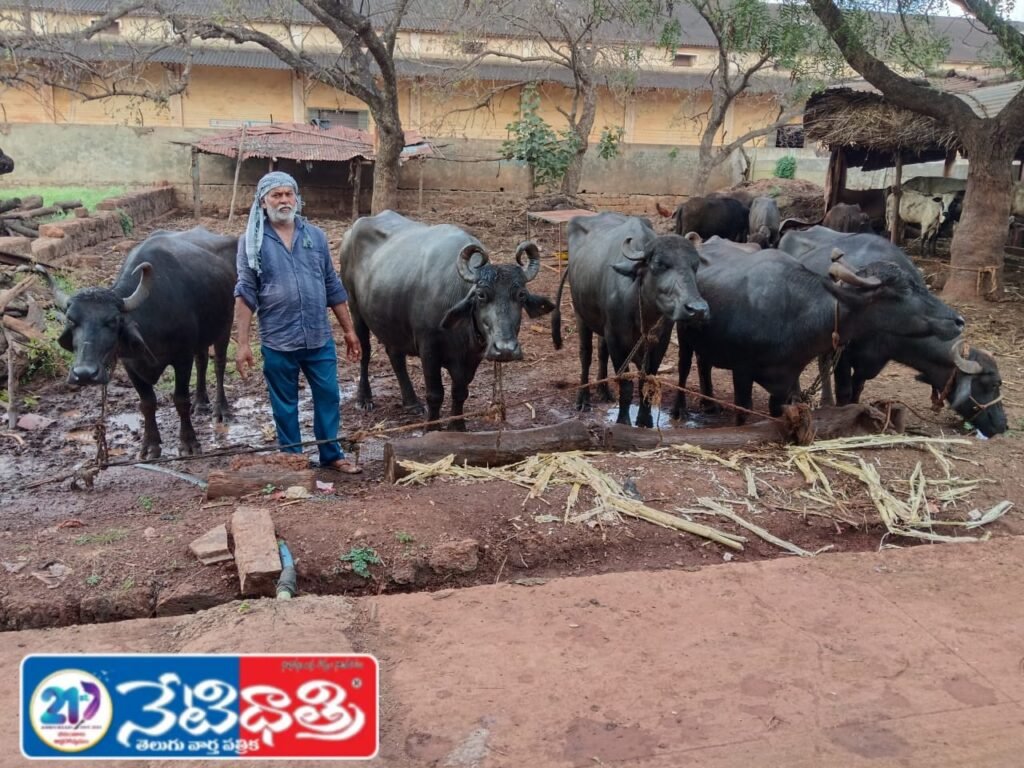 Seven Buffaloes Missing in Zahirabad