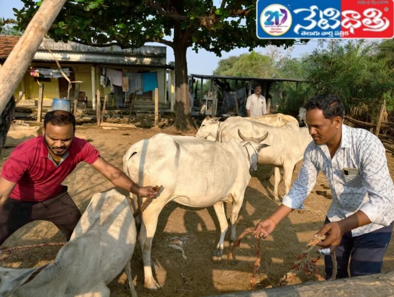 “Vaccination Drive for Cattle”