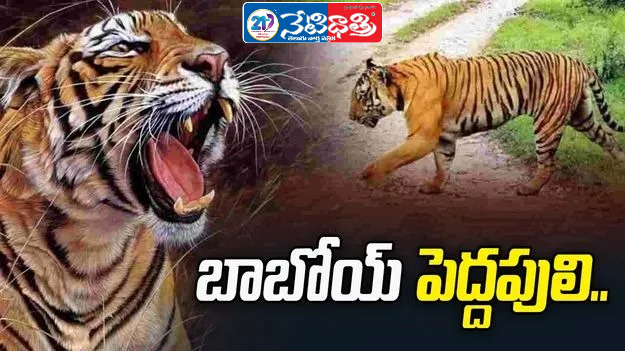 Tiger Roams Villages for 16 Days in Kakinada