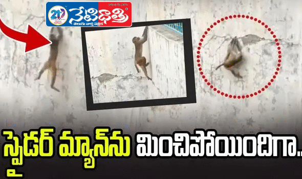 Monkey’s Wall Climb Stuns the Internet