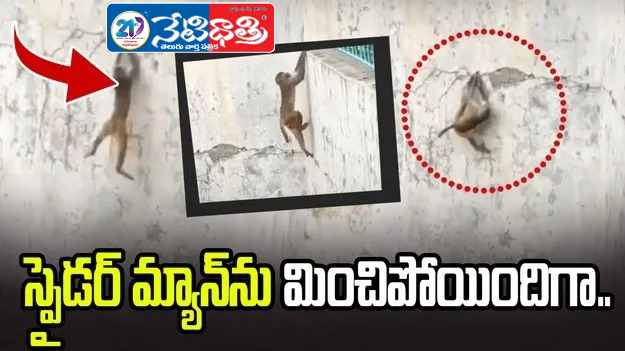 Monkey’s Wall Climb Stuns the Internet